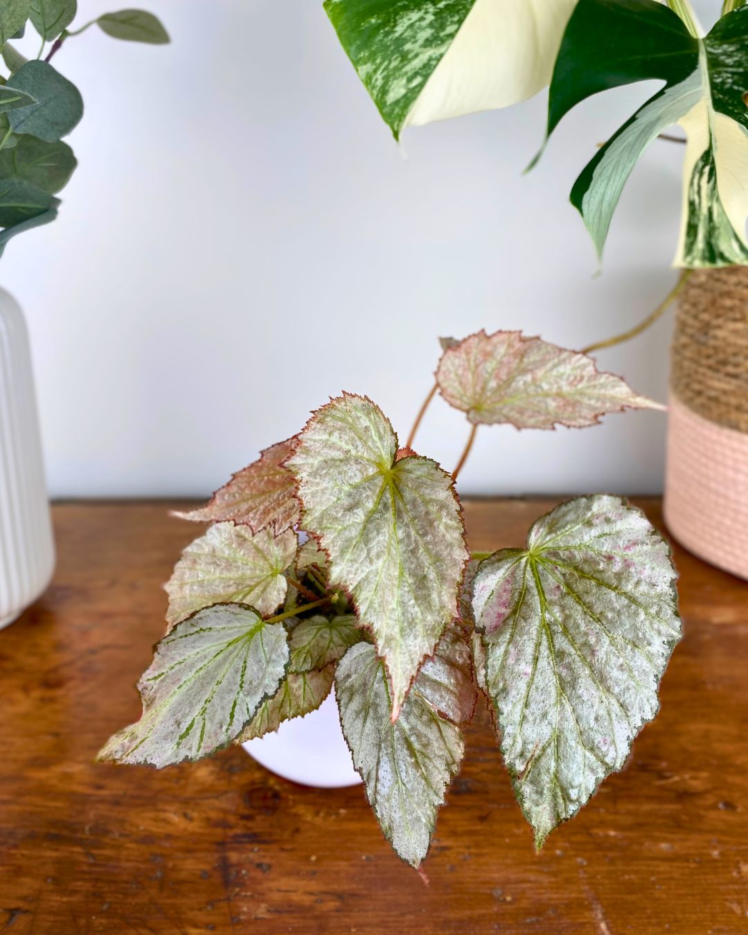 Begonia Two Face feuillage, Begonia rare intérieur, Plante tropicale contrastée, Begonia feuillage bicolore