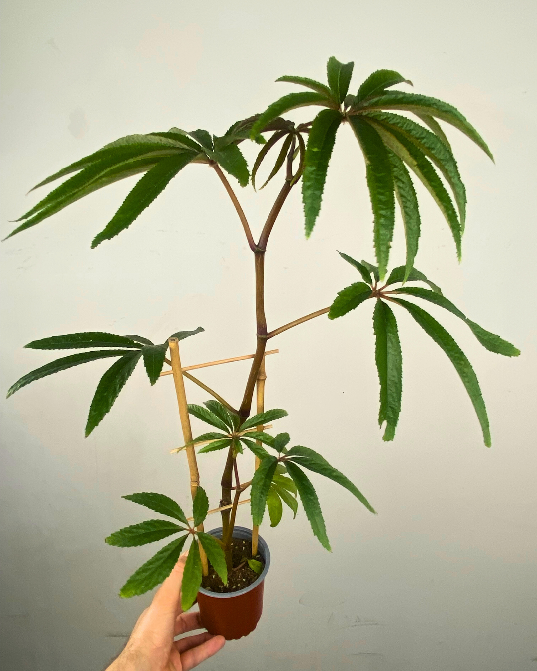 Grandes feuilles palmées vertes sur tiges rouges-violettes de Begonia luxurians