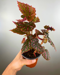 Begonia negronensis terrarium plant canada