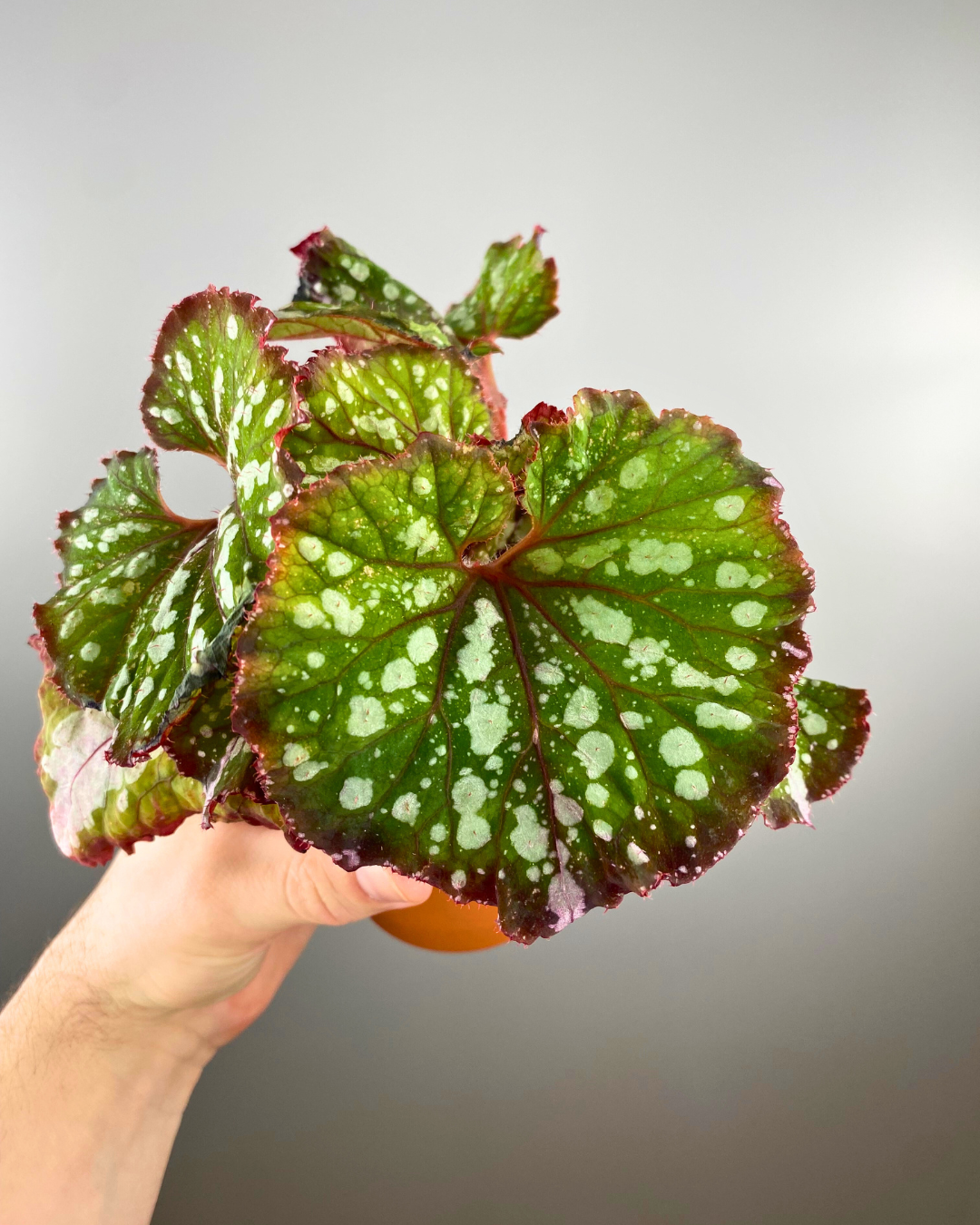 Begonia rex 'Curly Chocolate' easy to care begonia canada