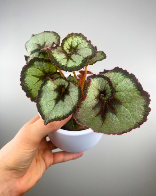 Begonia rex 'Escargot' spiral leaves easy to care begonia