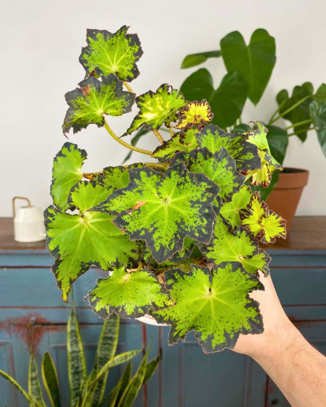 Begonia rex 'Lime Green' easy to care begonia canada