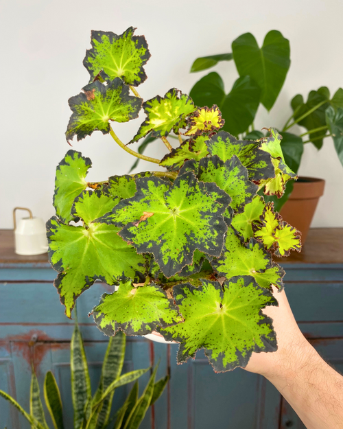 Begonia rex 'Lime Green' easy to care begonia canada