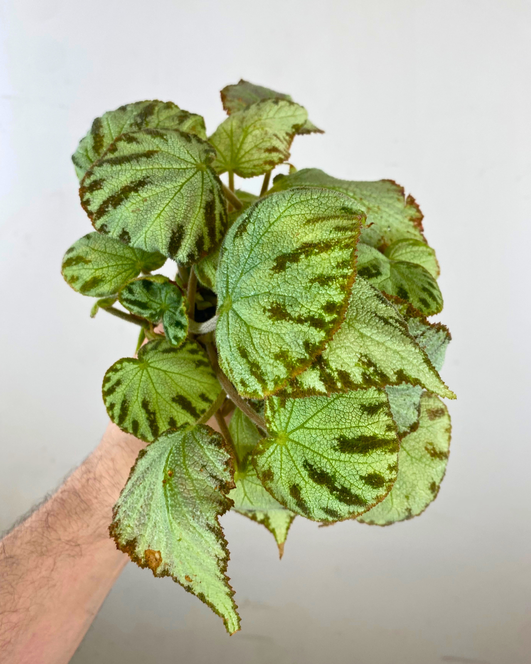 Begonia rex Silver Jewel easy to care fast shipping canada