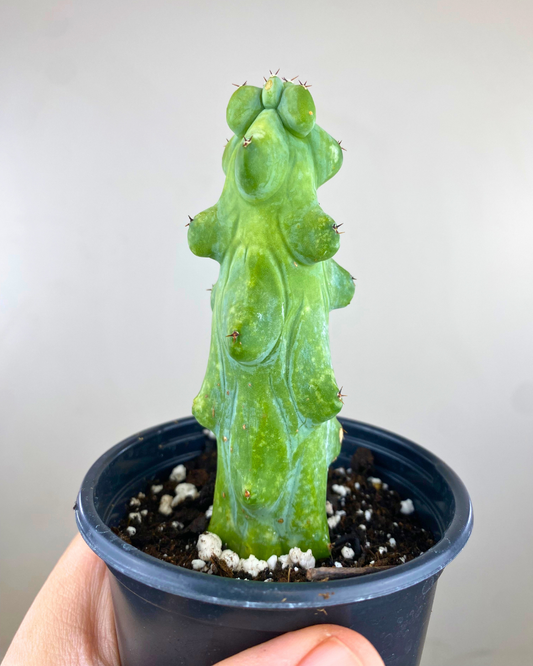 Tronc cactiforme aux renflements spectaculaires de Myrtillocactus geometrizans ‘Fukurokuryuzinboku’