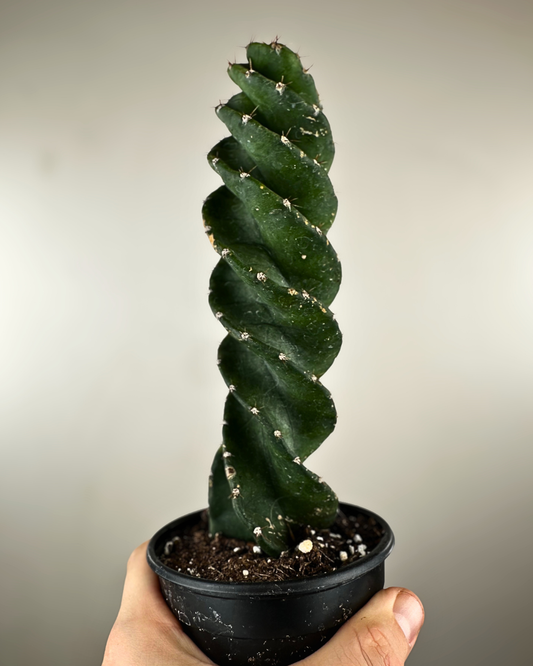 Cactus en forme de spirale avec tige torsadée