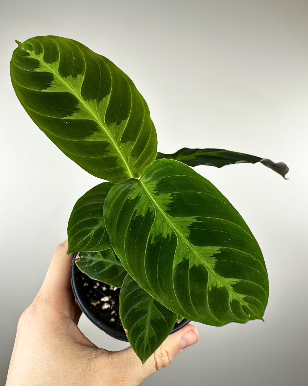 Feuilles veloutées vert foncé à motifs en chevrons de la Calathea warscewiczii
