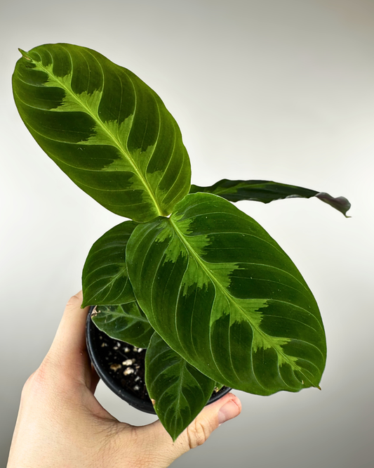 Feuilles veloutées vert foncé à motifs en chevrons de la Calathea warscewiczii
