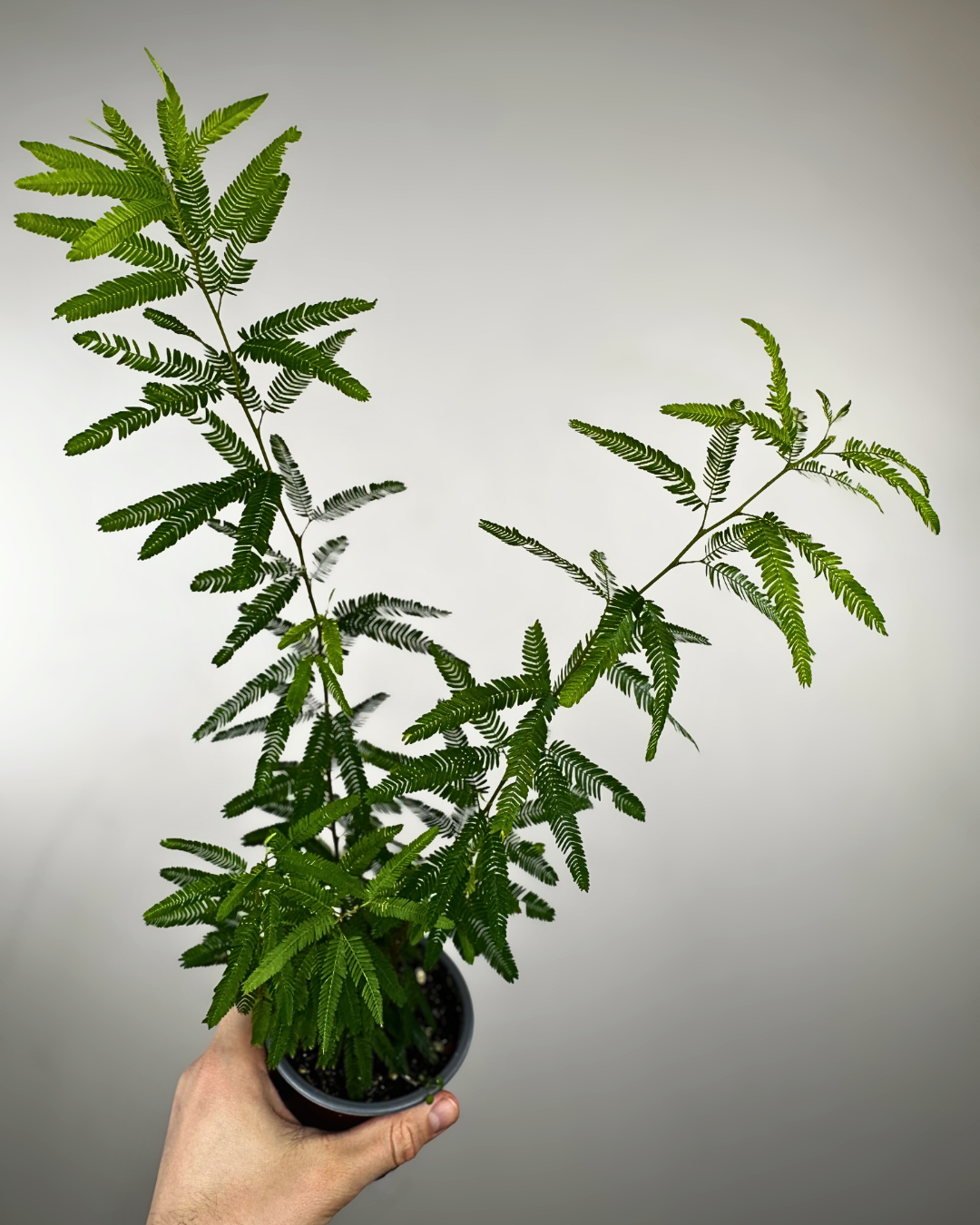 Fleurs roses en pompon du Calliandra brevipes