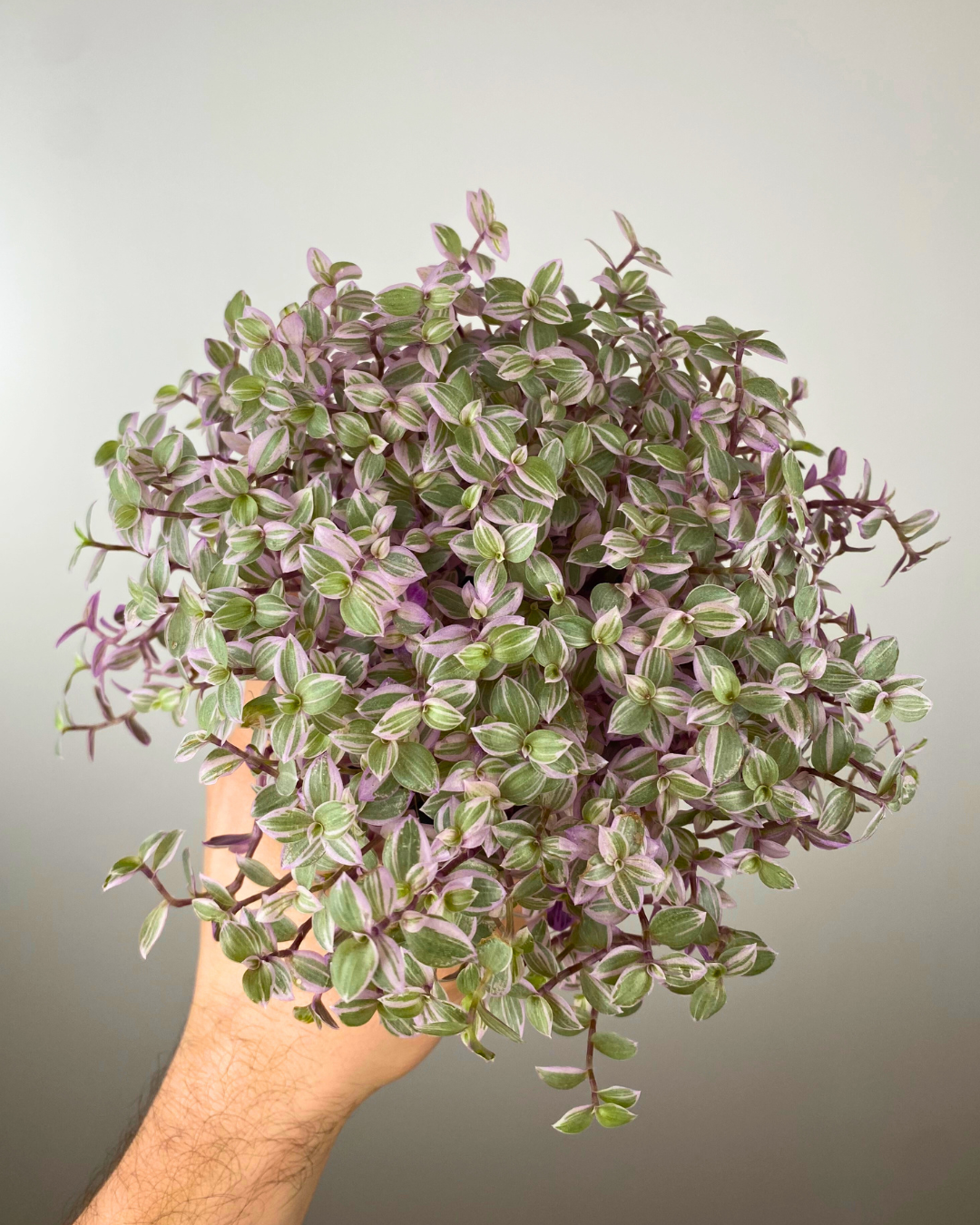 Callisia Pink Lady feuillage, Plante rose intérieur, Callisia rampante entretien, Callisia panachée rare