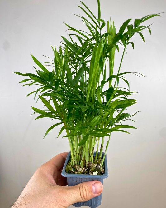 Fines frondes vert vif du palmier Chamaedorea elegans