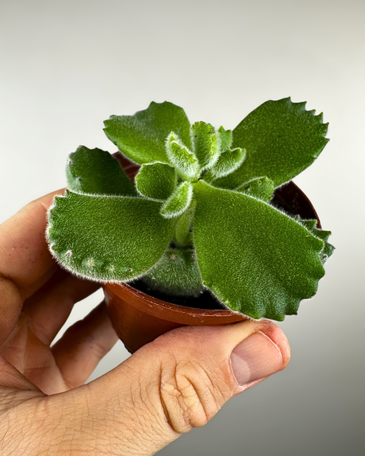Feuilles épaisses en forme de pattes d’ours du Cotyledon Bear Paw