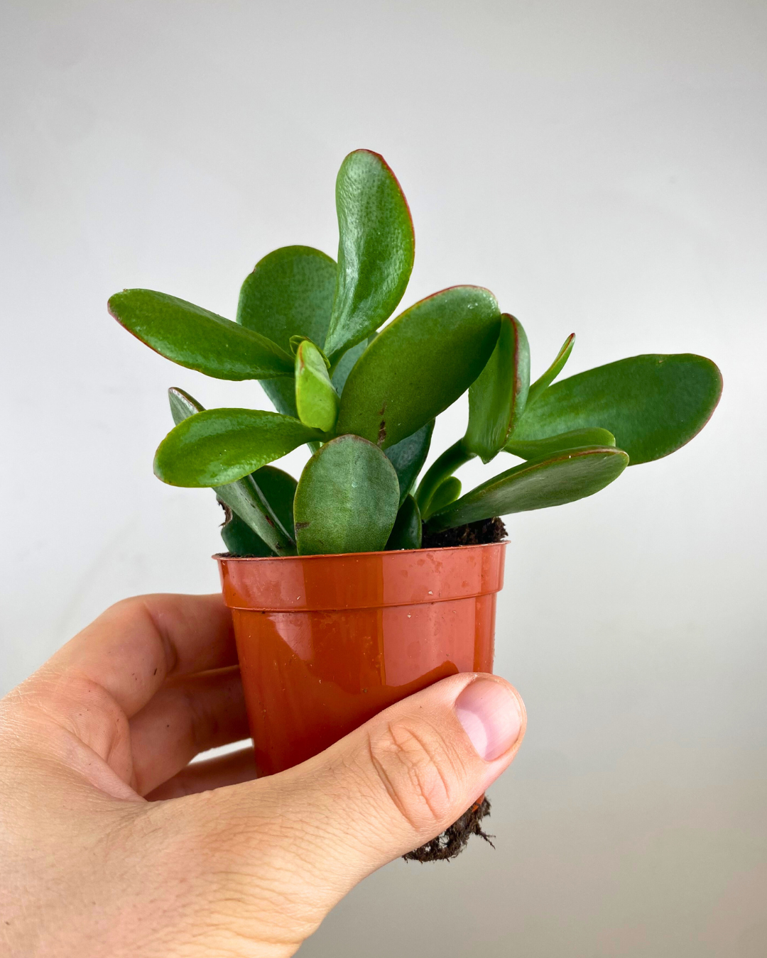 Feuilles vertes charnues brillantes de la plante Jade