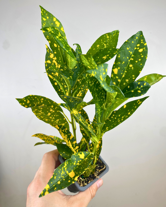 Feuilles vert foncé parsemées de tâches dorées du Croton Gold Dust