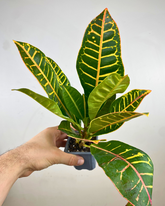 Feuilles colorées rouges, jaunes et vertes du Croton Petra