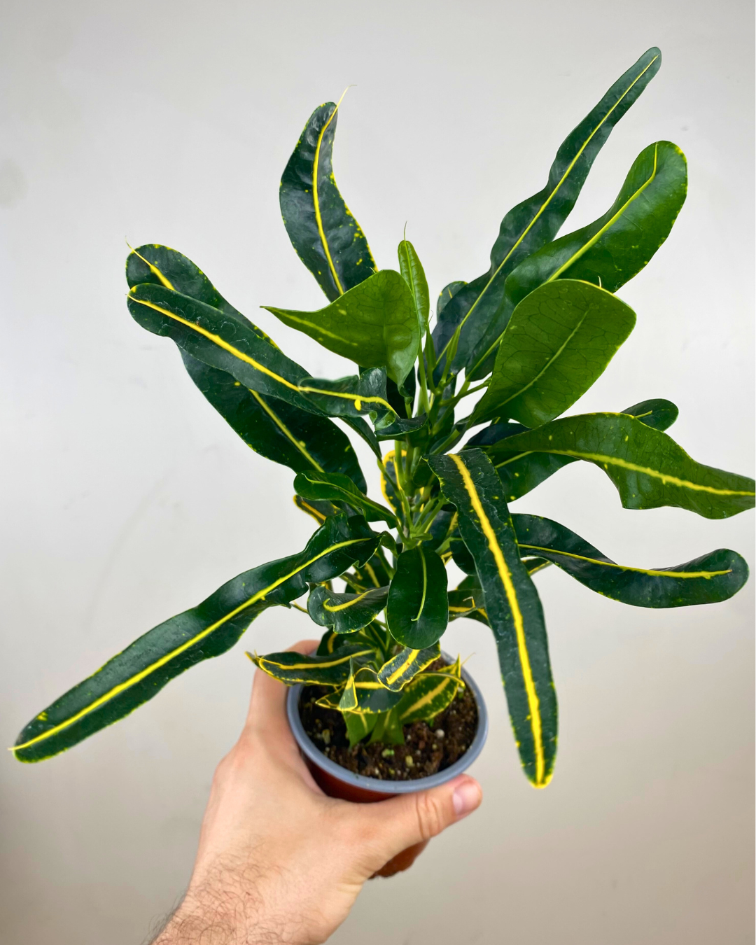 Feuilles longues panachées vert, jaune, orange et pourpre du Croton Zanzibar