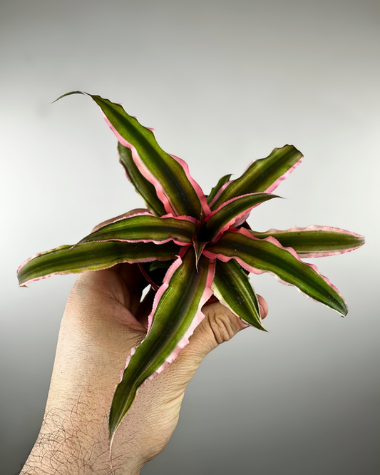 Rosette étoilée colorée du Cryptanthus