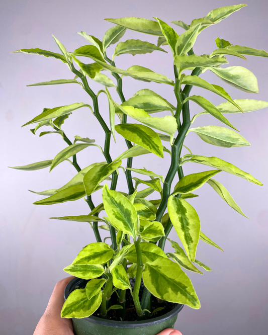 Tiges zigzagantes vertes de Devil’s Backbone succulent