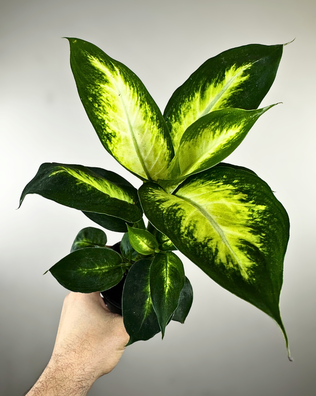 Feuilles larges vertes et claires panachées de Dieffenbachia Camille Compacta