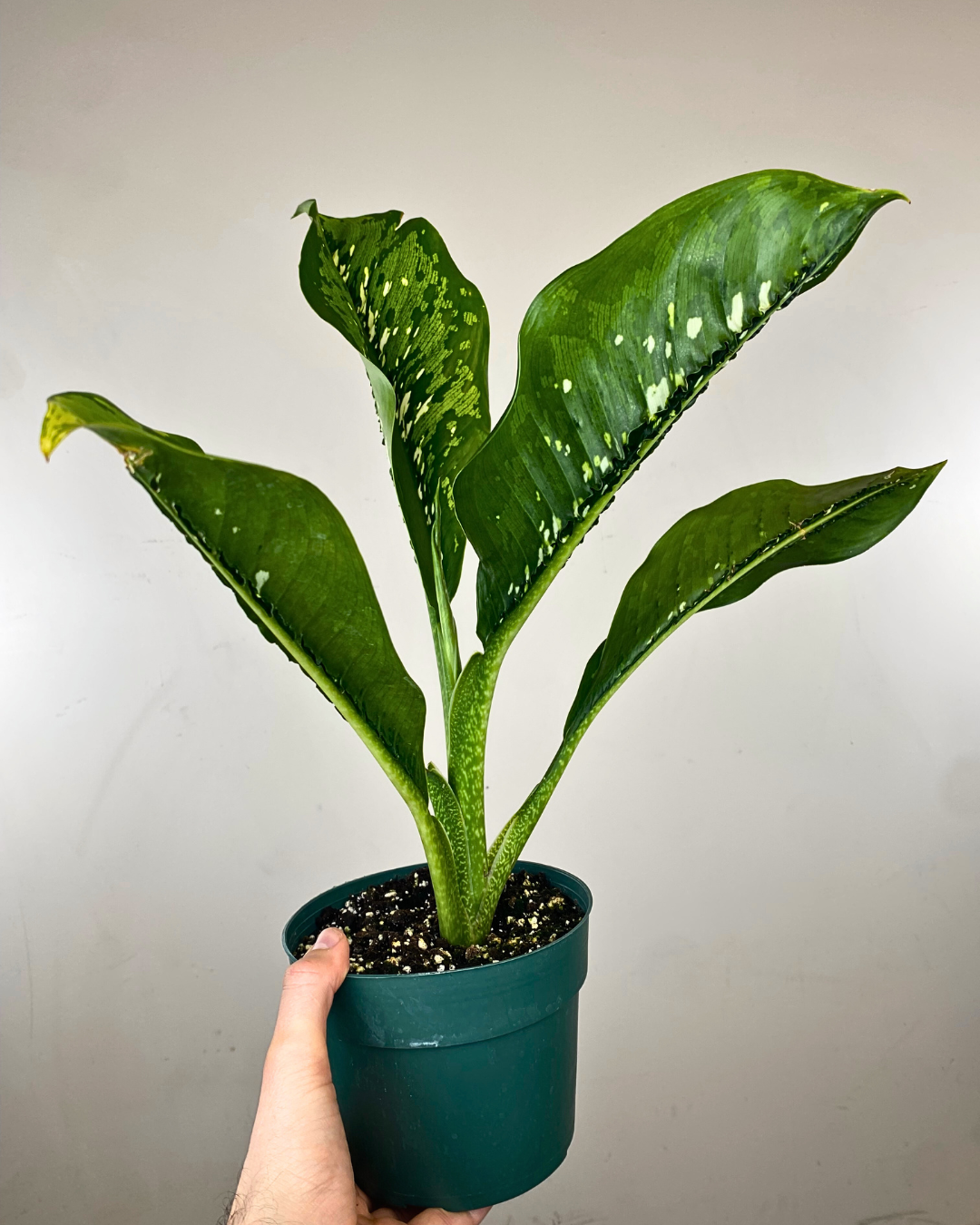 Feuilles larges vert foncé à motifs serpentés de Dieffenbachia Crocodile