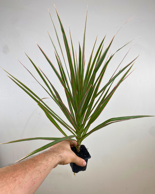 Feuilles vertes bordées de rose vif du Dracaena marginata Colorama