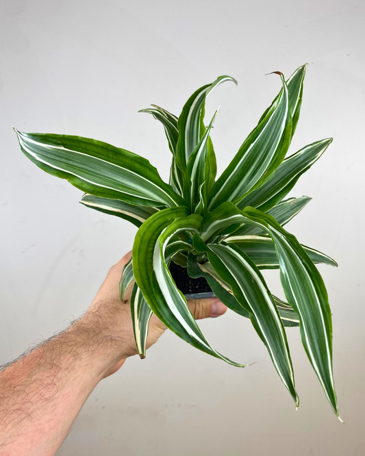 Feuilles vert foncé striées blanc crème du Dracaena Warneckii