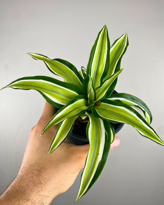 Feuillage vert bordé de blanc crème de la Dracaena White Surprise