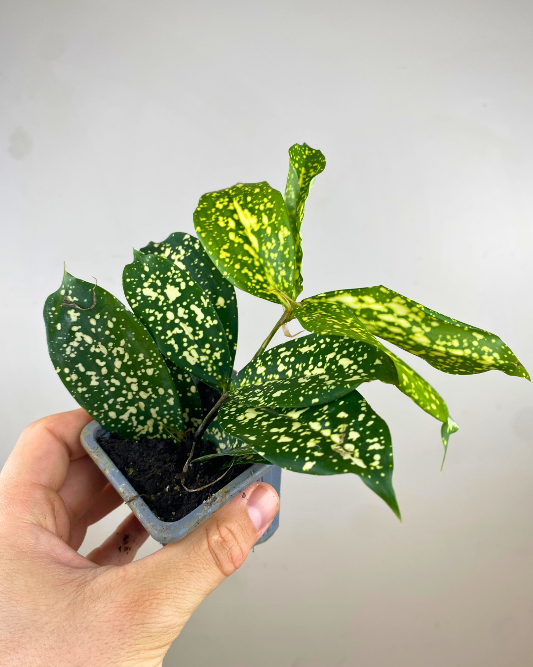 Feuilles vert foncé avec tâches dorées du Dracaena surculosa