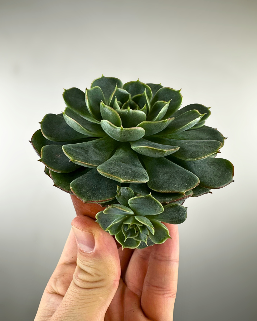 Rosette charnue et colorée d’une Echeveria