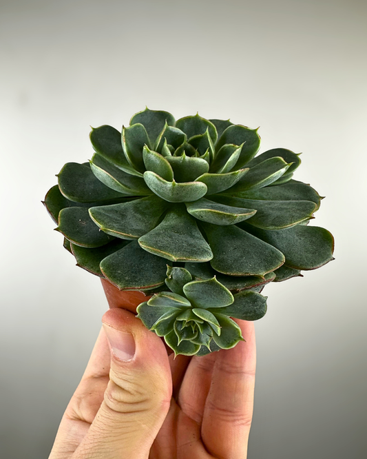 Rosette charnue et colorée d’une Echeveria