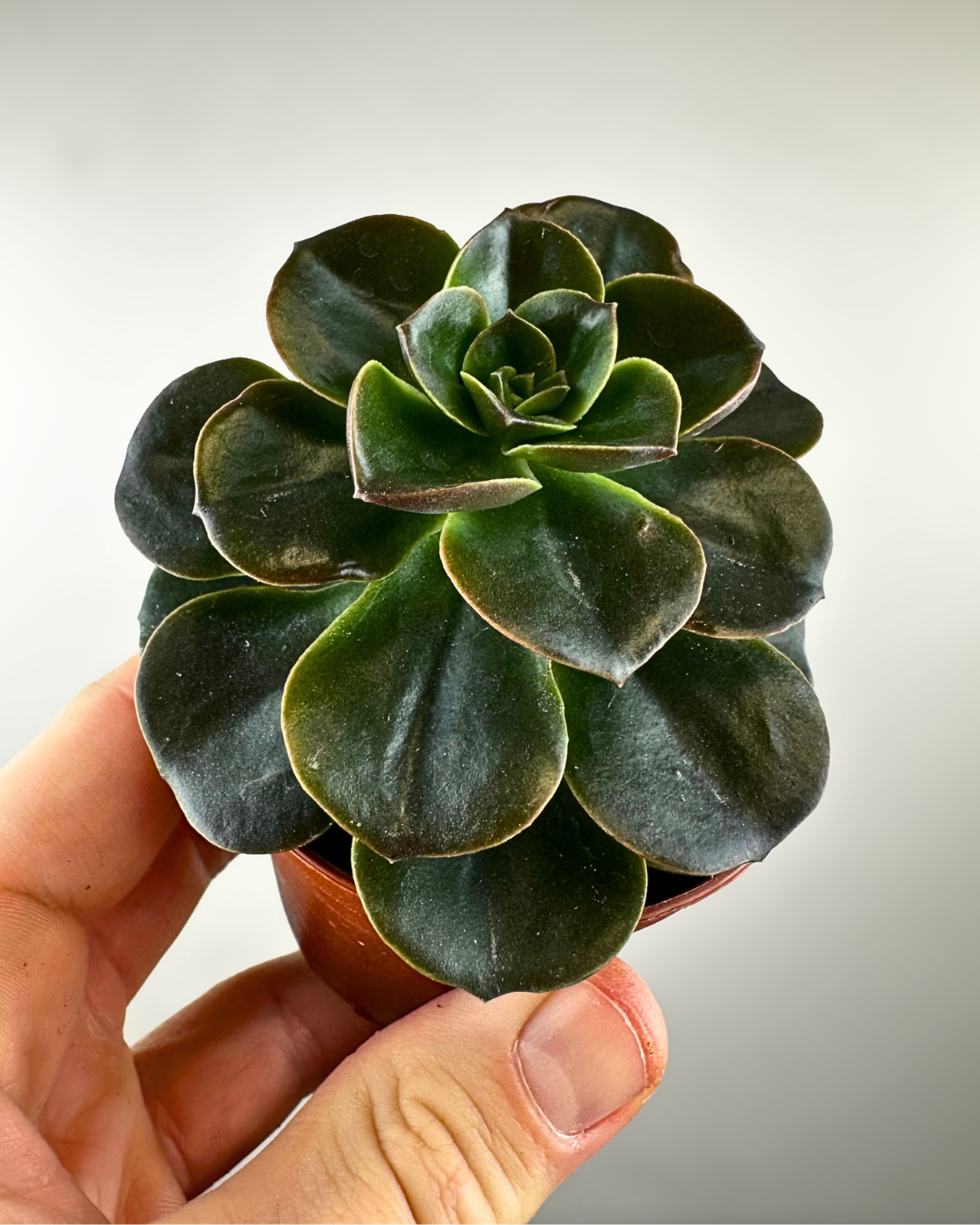 Rosette charnue et colorée d’une Echeveria