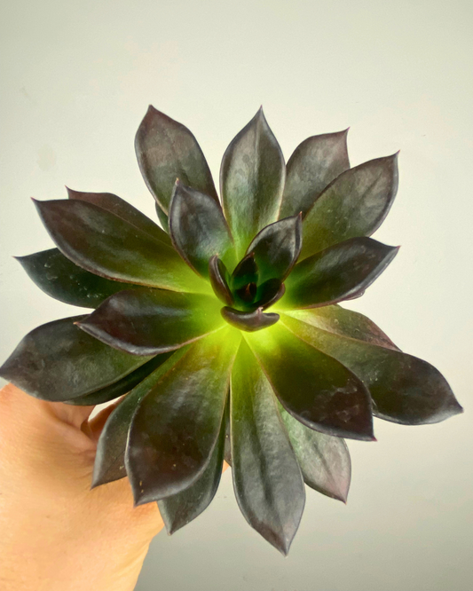 Rosette sombre presque noire d’Echeveria Black Prince