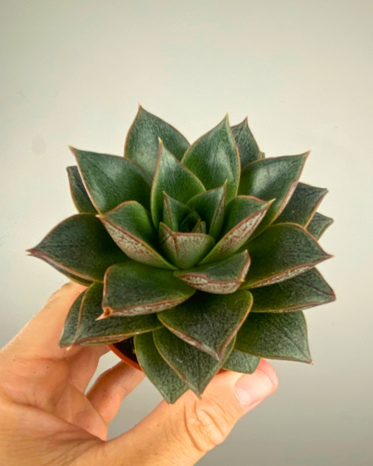 Rosette verte gris-olive tachetée de brun-rouille d’Echeveria purpusorum