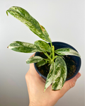 Epipremnum giganteum variegata, Plante panachée géante, Pothos géant intérieur, Feuillage tropical rare