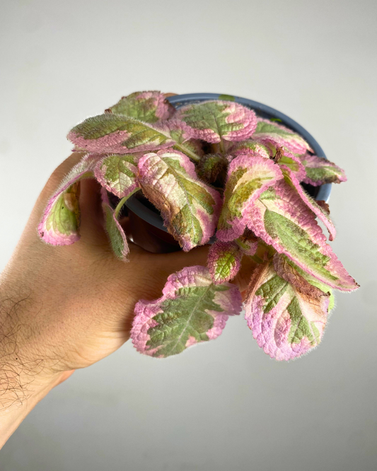 Feuillage velouté rose, vert et crème de l’Episcia Pink Brocade