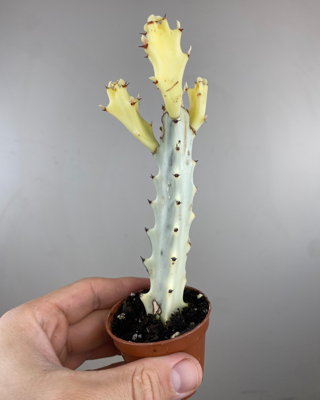 Tiges candelabres panachées blanches et vert pâle du Euphorbia Ghost