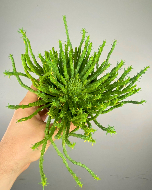 Tiges serpentines vertes du Medusa’s Head Euphorbia flanaganii