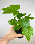 Grandes feuilles palmées vert foncé de Fatsia japonica