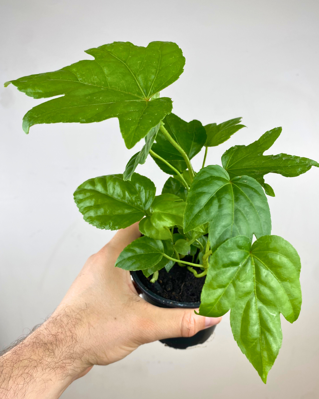 Grandes feuilles palmées vert foncé de Fatsia japonica