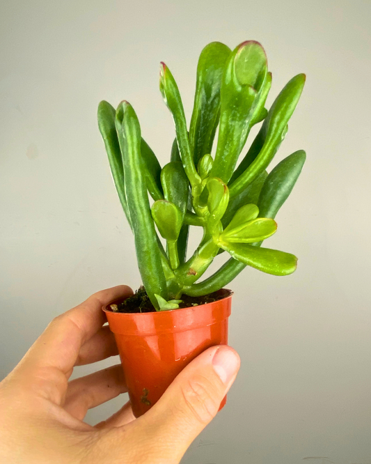 Crassula Gollum