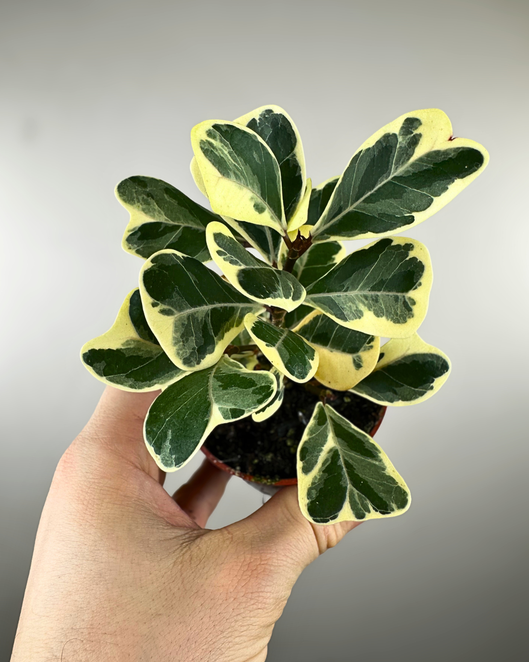 Feuilles triangulaires vertes et brillantes du Ficus triangularis