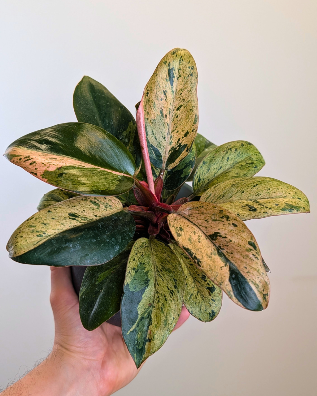 Philodendron 'Red Congo Dwarf'