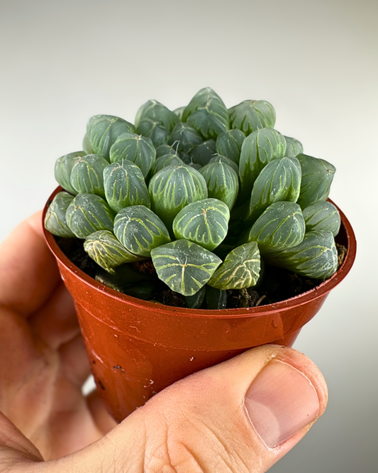 Rosette translucide et charnue de l’Haworthia cooperi