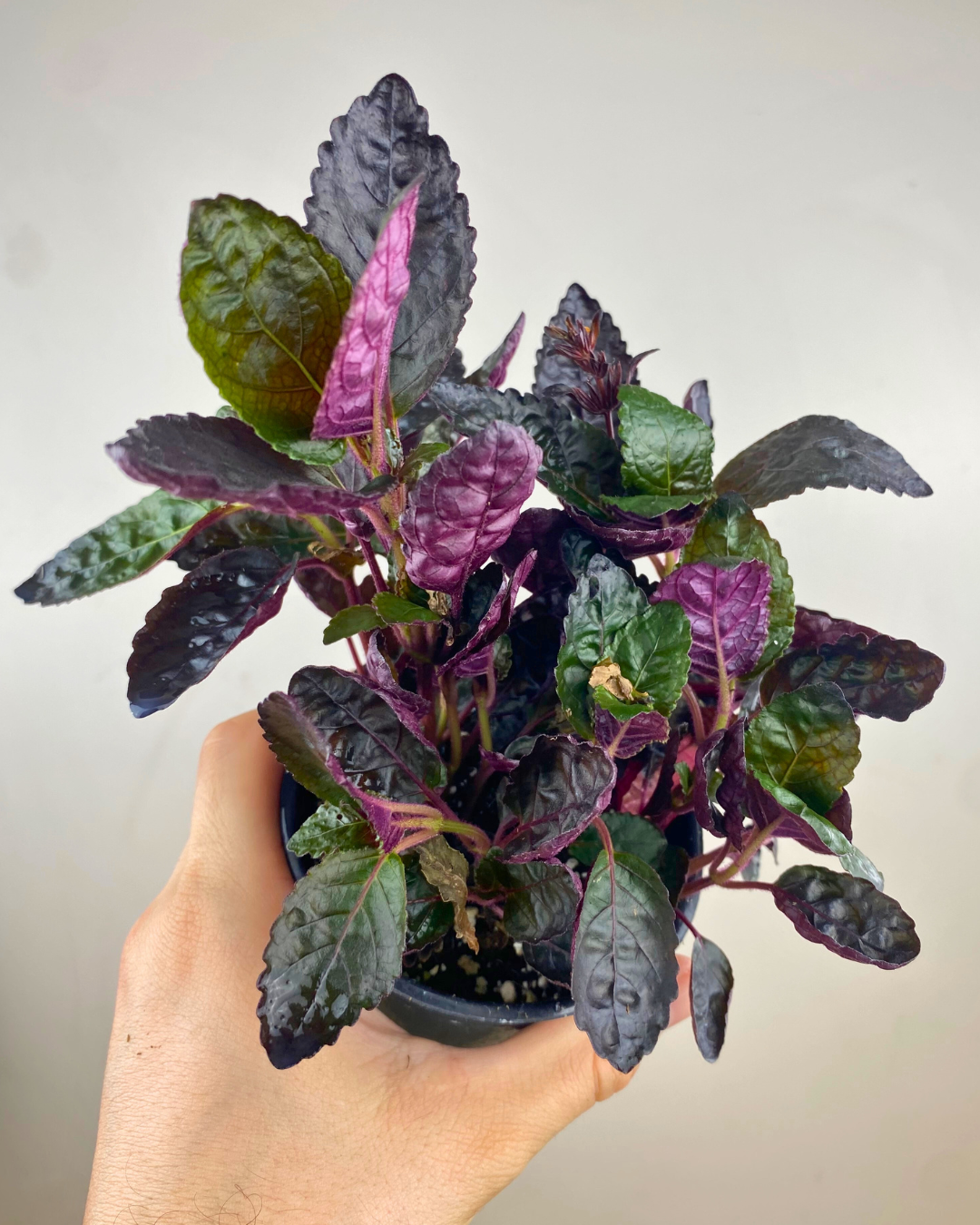 Feuilles gaufrées vert métallique et violet de Hemigraphis alternata