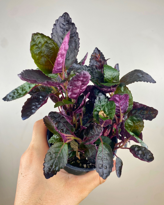 Feuilles gaufrées vert métallique et violet de Hemigraphis alternata