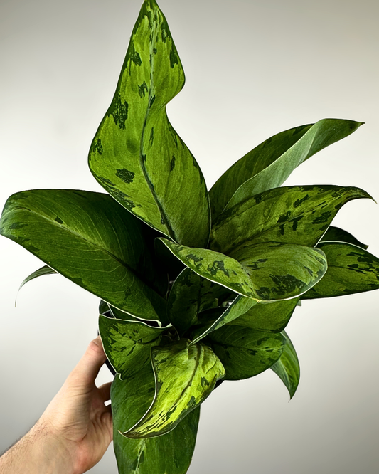 Grandes feuilles vert profond en forme de cœur de l’Homalomena Selby