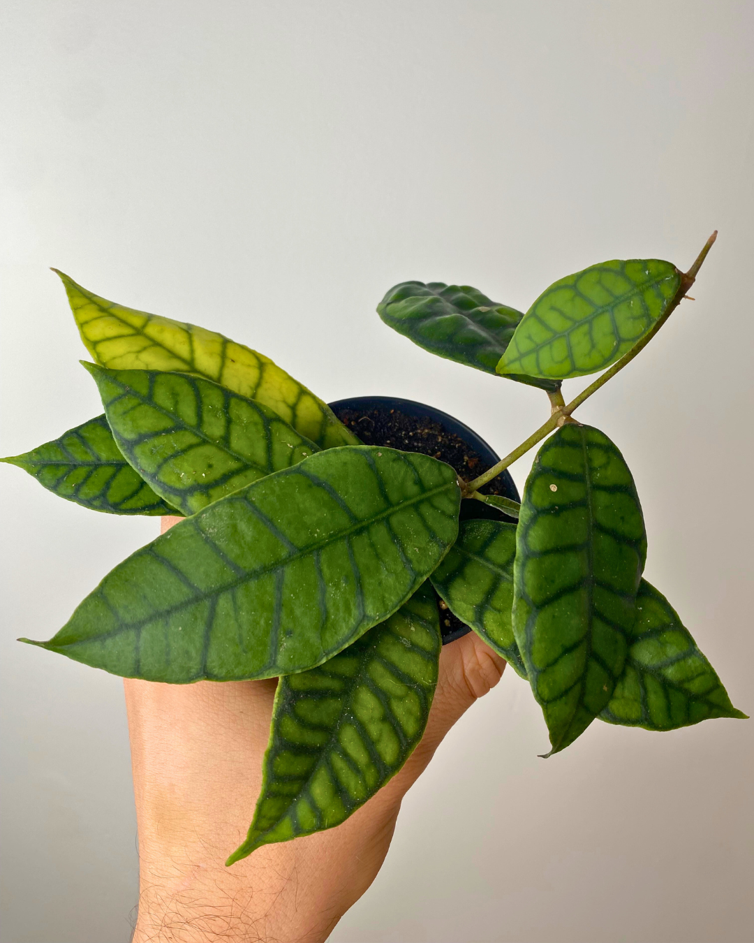 Hoya Callistophylla feuilles nervurées, Plante tropicale rare, Hoya feuillage graphique, Hoya intérieur lumineux
