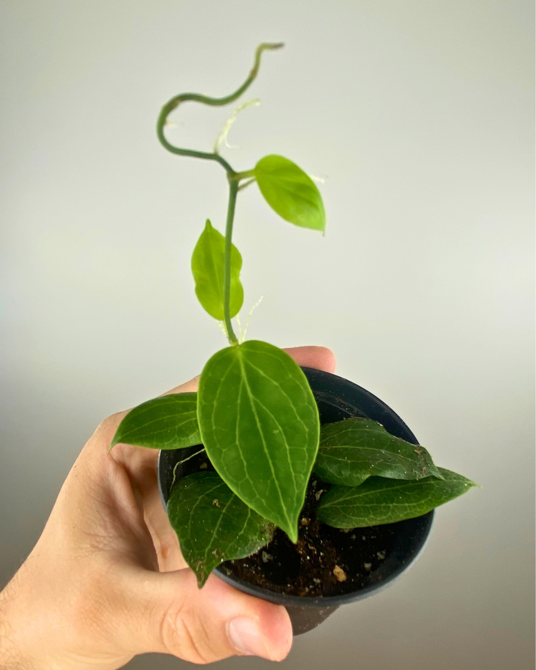 Hoya Fitchii feuillage nervuré, Hoya rare fleurs parfumées, Plante suspendue tropicale, Hoya compact intérieur