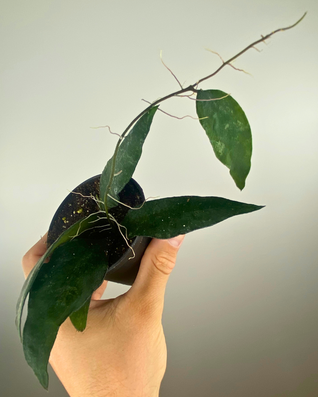 Hoya Flagellata fleurs étoilées, Hoya tropical intérieur, Plante suspendue rare, Hoya feuillage fin
