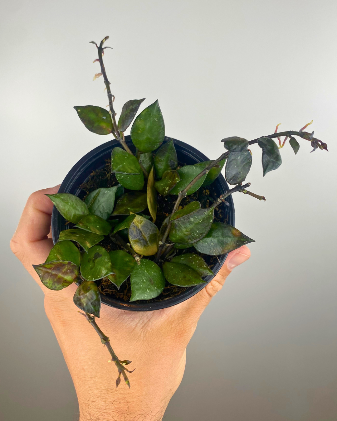Hoya Krohniana Black feuillage sombre, Hoya rare intérieur, Plante suspendue exotique, Hoya fleurs blanches

